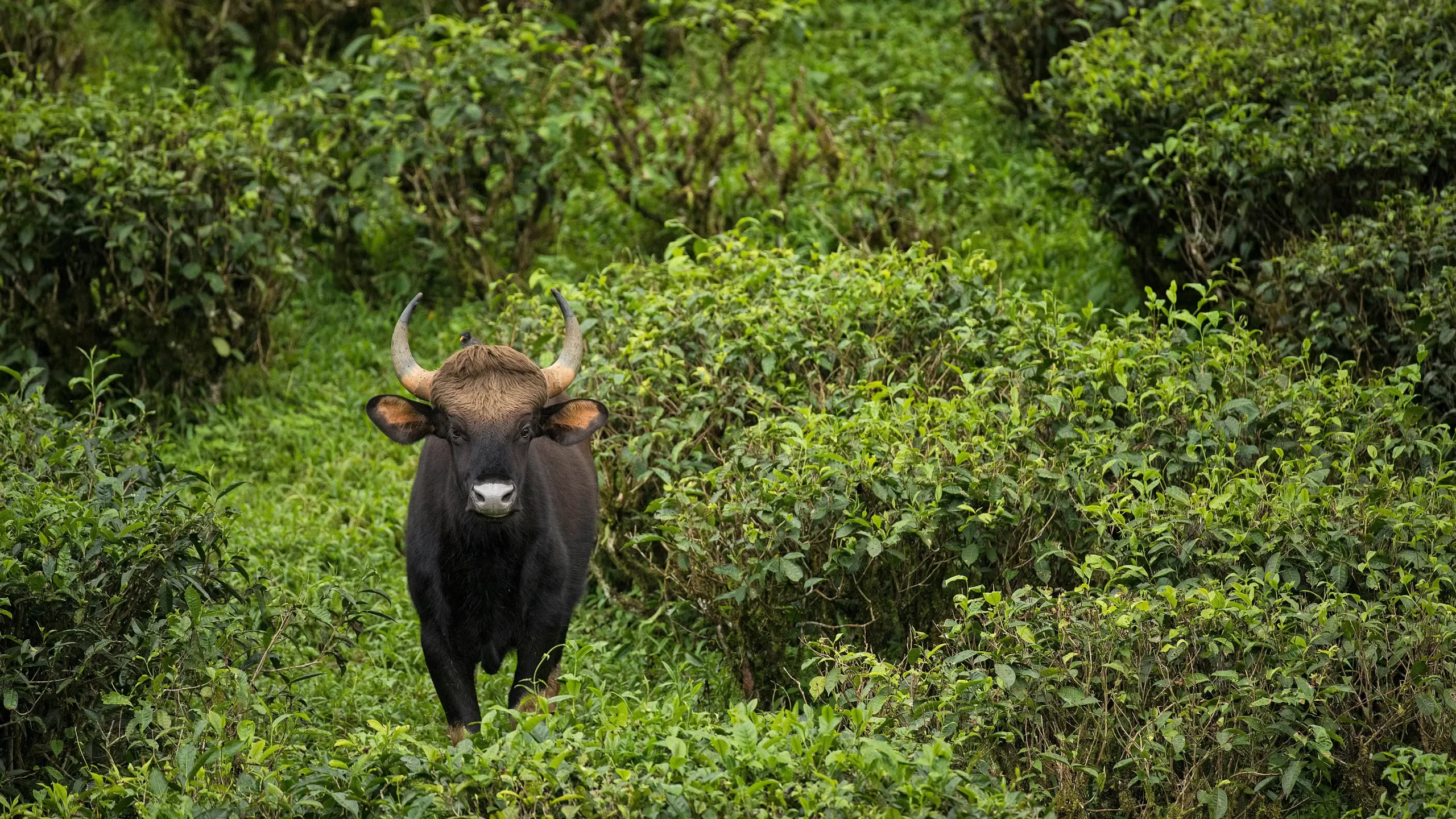 1 (20)compre 1 (20)compre